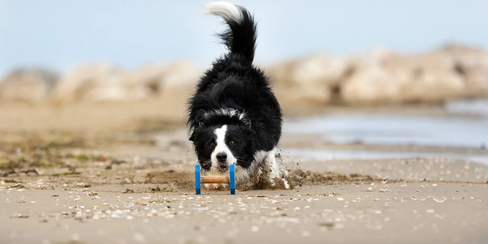 Un border collie raccoglie il riportello correndo sulla battigia, a Jesolo